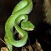 viper_green_tangkoko_v_0037_sul1210.jpg